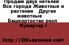 Продам двух нетелей - Все города Животные и растения » Другие животные   . Башкортостан респ.,Кумертау г.